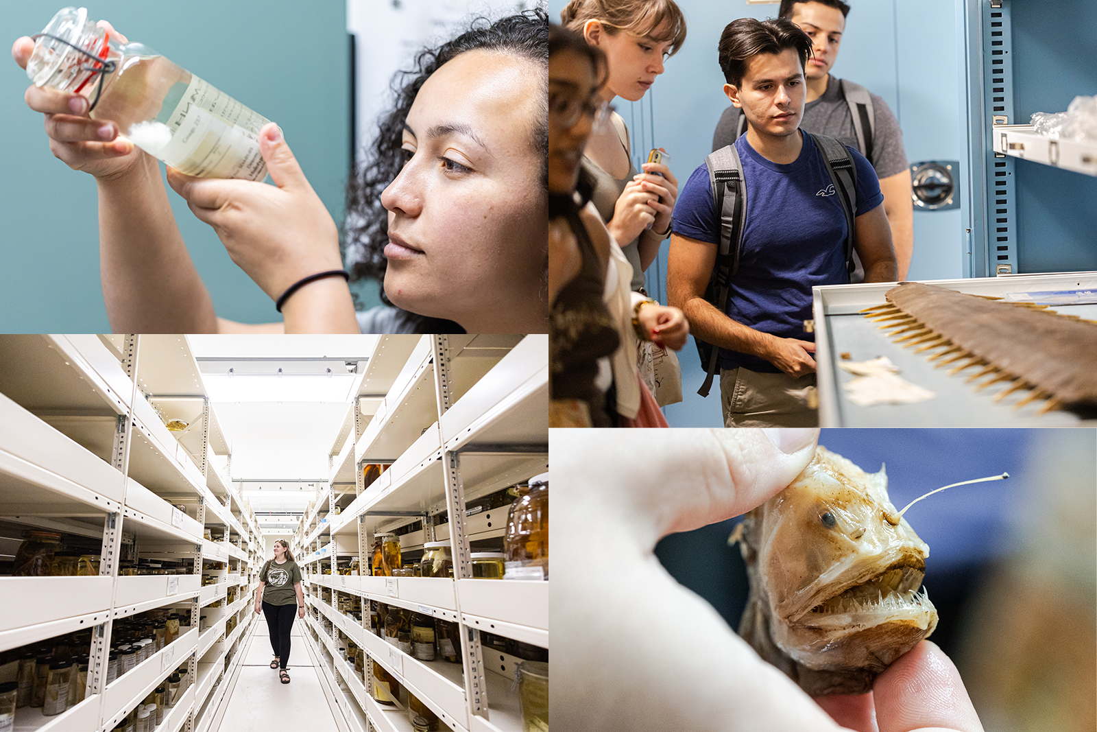 Four images; Top right, a student holds up and examines a fish specimen in a glass jar; Bottom right, a student walks through a show of shelves of the Field Museum's fish collection; Top right, four students look at a flat fish specimen with spikes on display on a tray; Bottom right, a hand holds a small angler fish